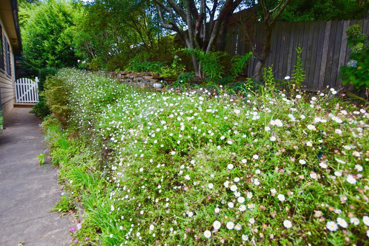 Raspberry Terrace Of Leura Villa Eksteriør bilde